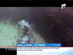 Inedit! Foca la cerşit... afecţiune