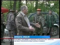 Vânătorii şi poliţiştii din Târgu Mureş au alungat urşii de la marginea oraşului