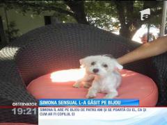 Simona Sensual l-a găsit pe Bijou, căţelul său