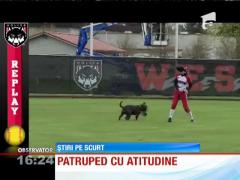 Cainele pasionat de baseball