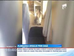INEDIT! Plimbarea ursului Koala prin casă