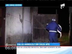Ploile torenţiale au făcut ravagii şi în vestul ţării