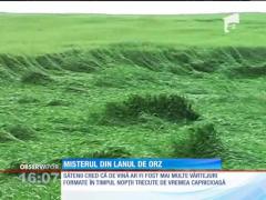 Fenomen MISTERIOS în Moisica: Spice de orz, tasate pe sute de metri pătraţi