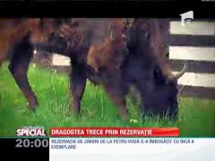 Rezervaţia de zimbri "Vânători Neamţ"