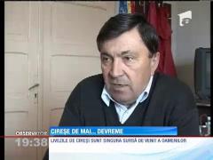 Cireşele s-au copt mai devreme anul acesta