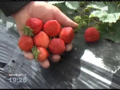 Comuna Halmeu asigură cea mai mare producţie de căpșune din România!