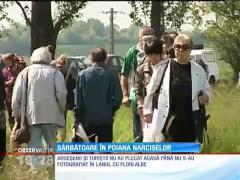 Sărbătoare în Poiana Narciselor, din județul Argeș