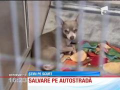 Salvare spectaculoasă în SUA