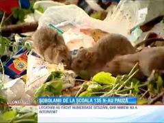 Locatari terorizaţi de şobolanii care umblă liberi între tone de gunoi la doi paşi de o şcoală