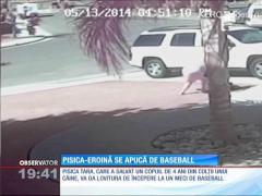 Pisica-eroina se apucă de baseball