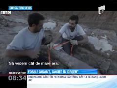 Fosilele „celui mai mare dinozaur”, descoperite de paleontologi în  Patagonia