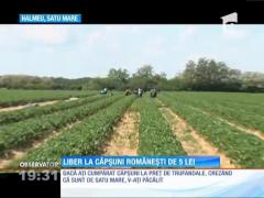 Veste bună! Au apărut căpşunile românești!