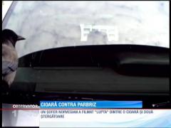 Lupta secolului: O cioară contra două...ştergătoare