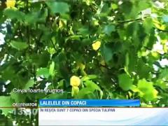 Reşiţa, locul în care lalelele cresc în...copaci!