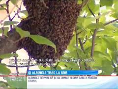 Un roi de albine agitate şi-a găsit adăpost în faţa sediului Băncii Centrale
