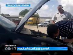Când au ridicat capota au avut un şoc! Pisica a intrat la motor!