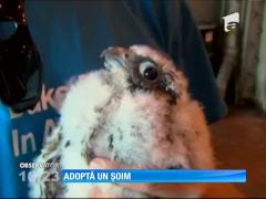 Angajaţii unei centrale electrice din America au adoptat câţiva pui de şoim