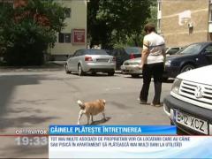 Câinele şi pisica vor plăti întreţinerea la bloc