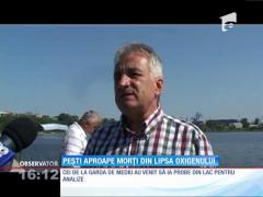 Peștii din Lacul Ciuperca sunt afectați din cauza creșterii temperaturii apei