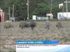 INEDIT! O maimuţă, paznic la bivoli