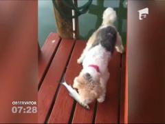 După ursul păcălit de vulpe a apărut câinele speriat de pește!