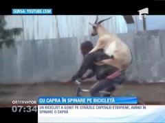 Cu capra în spate pe bicicletă!
