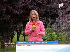 Un bucureștean creștea canabis cu muzica lui Vivaldi