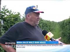 Dintr-un singur hectar de mure scoate aproape 200 de mii de lei!