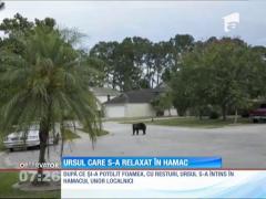 Ursul care s-a relaxat în hamac