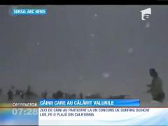 Cei mai buni surferi cu patru picioare