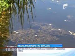 Pești morți în apropierea de Arad!