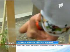 Răsar și în piatră seacă. Legume în asfalt!