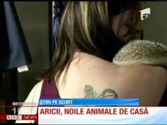 Aricii, vedete în rândul animalelor de companie