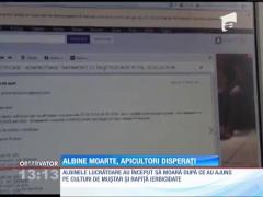 Albine moarte, apicultori disperaţi