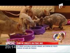 Cum se creşte un pisic mic