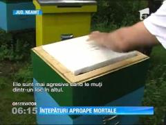 Un bărbat judeţul Neamţ, atacat de un roi de albine