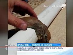 Salvare inediă! Un bărbat a resuscitat un pui de veveriţă