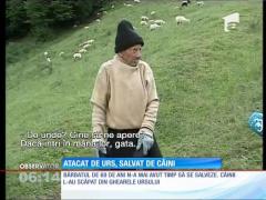 Salvat de câinii credincioși