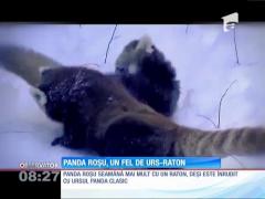Panda cu alură de raton!