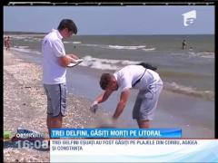 Trei delfini, găsiți morți pe litoralul Mării Negre!