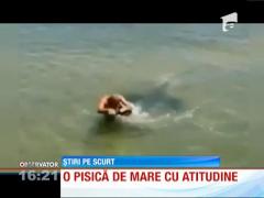 Inedit! Pisică de mare cu atitudine