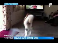 Câinele care se luptă cu urși imaginari!