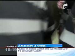 Misiunea grea! Un câine a fost salvat de pompierii din Reşiţa