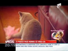 SPECIAL! O pisică face numai ce vrea ea