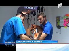 Un cangur a fost operat în România