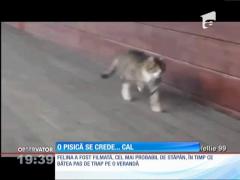 FUNNY! O pisica se crede... cal!