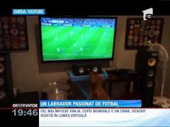 Cel mai înfocat fan al Cupei Mondiale are patru picioare