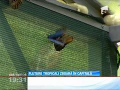 Fluturii tropicali zboară în Capitală