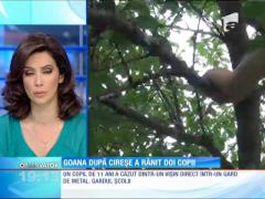 Goana după fructe a făcut două victime
