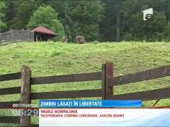 Şase zimbri au fost eliberaţi în pădurile din Munţii Neamţului
